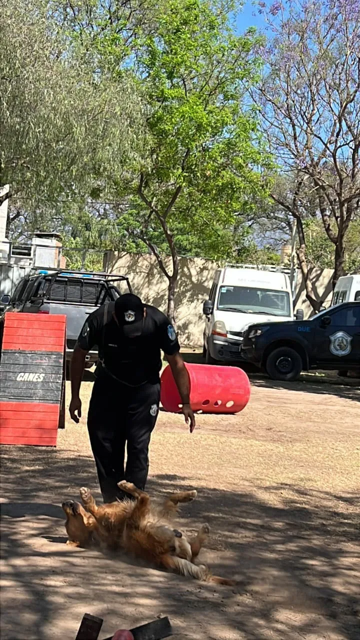 Exhibición Div. Canes (10)