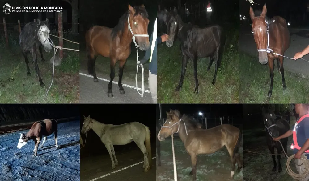 Div. Policía Montada