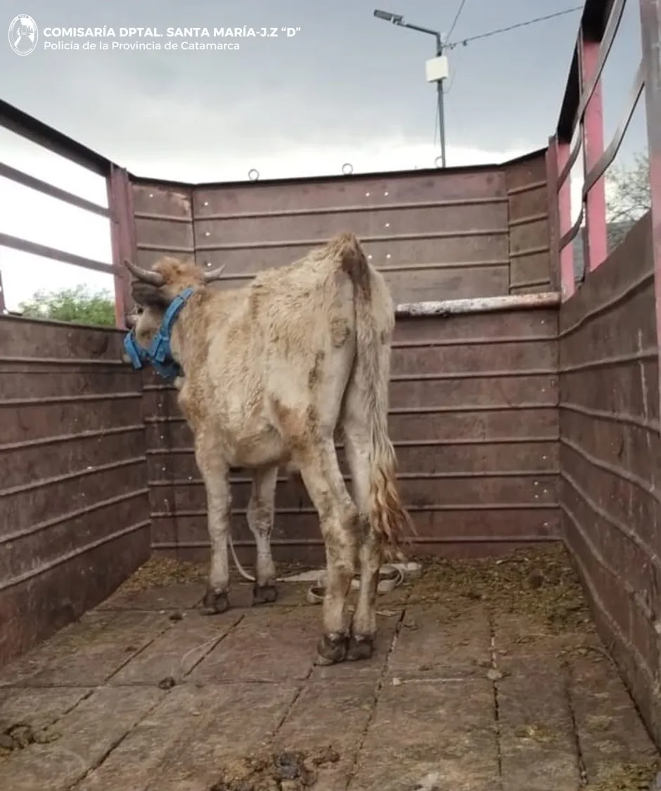 CRIA. DPTAL. SANTA MARIA.