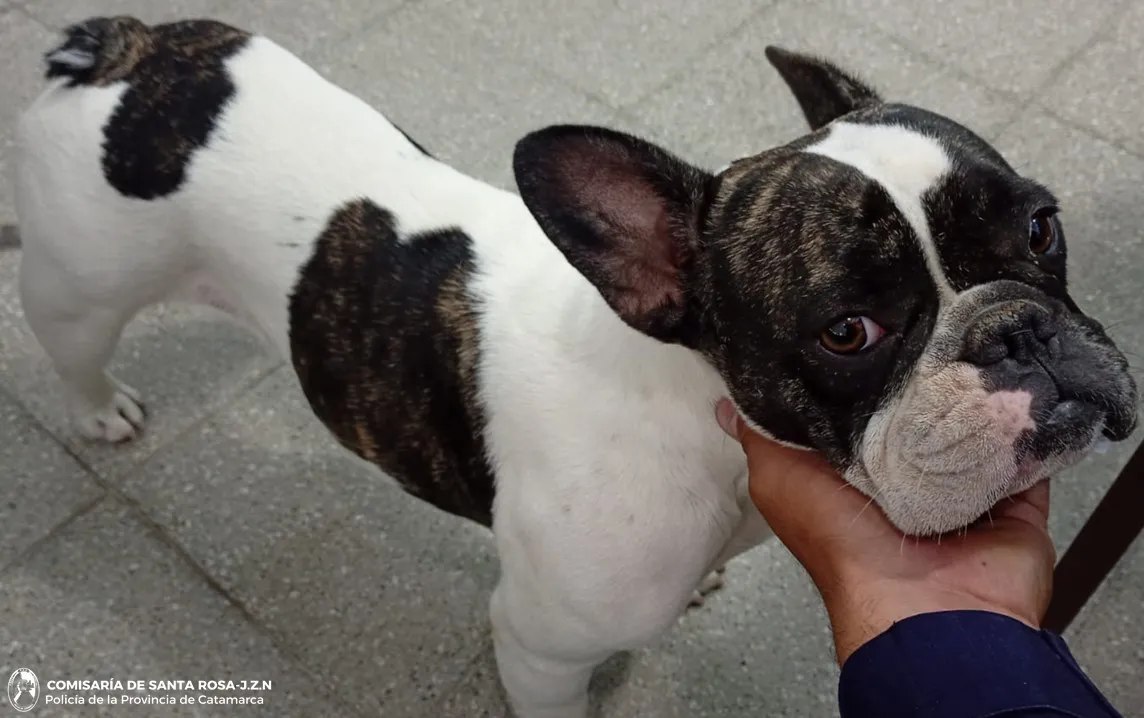 CAN RECUPERADO - CRIA SANTA ROSA