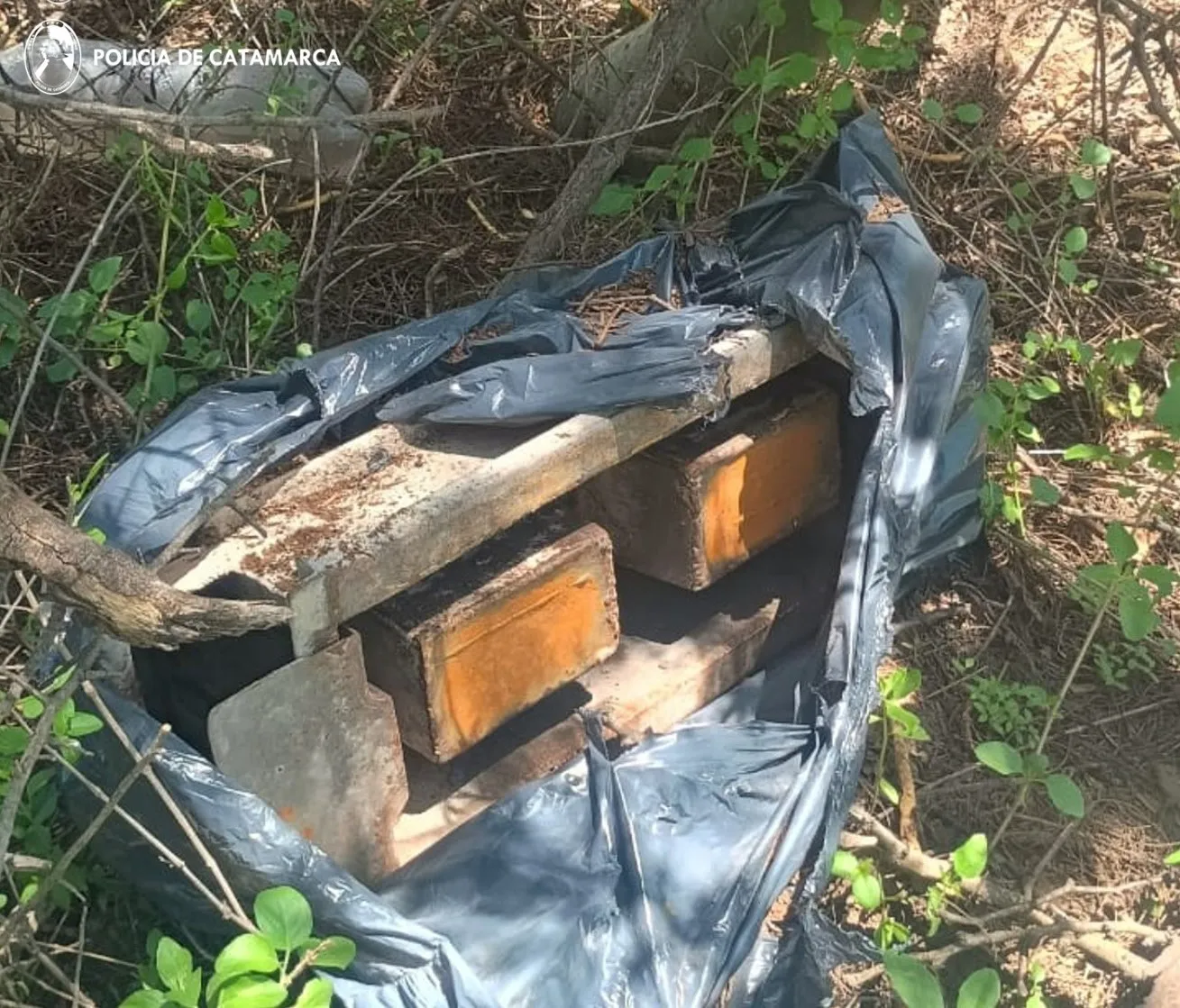 Cría. San Isidro (1)