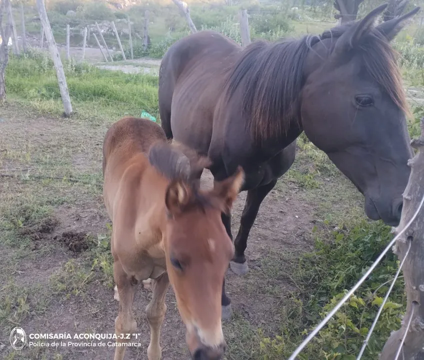 Cria. Aconquija - Equinos 