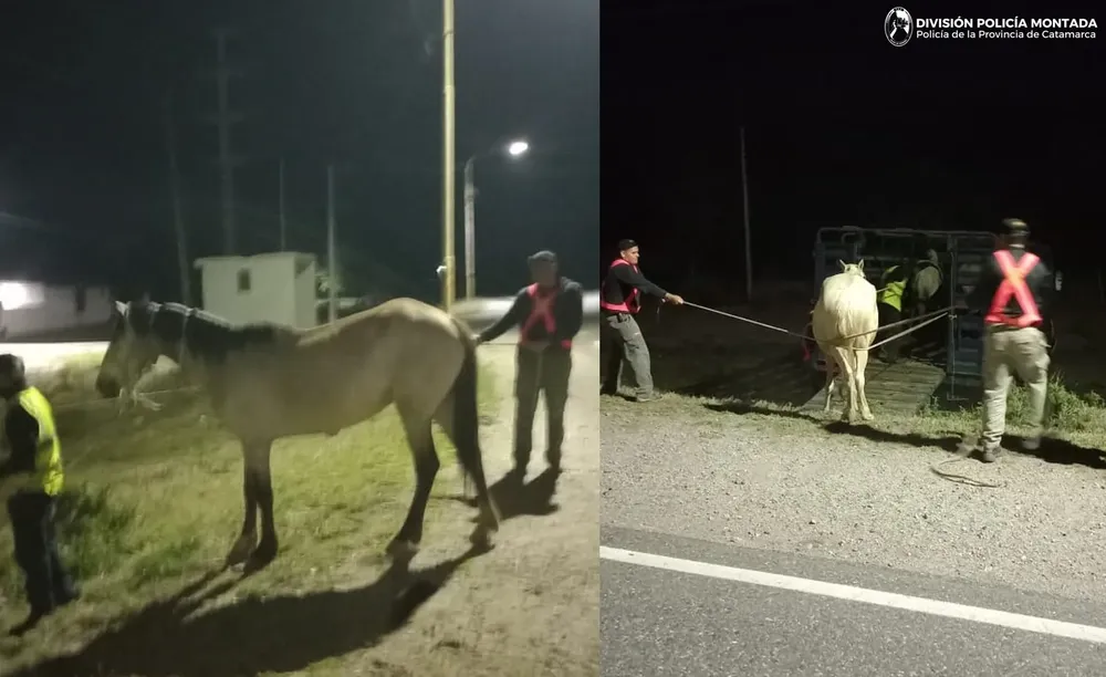 División Policía Montada I