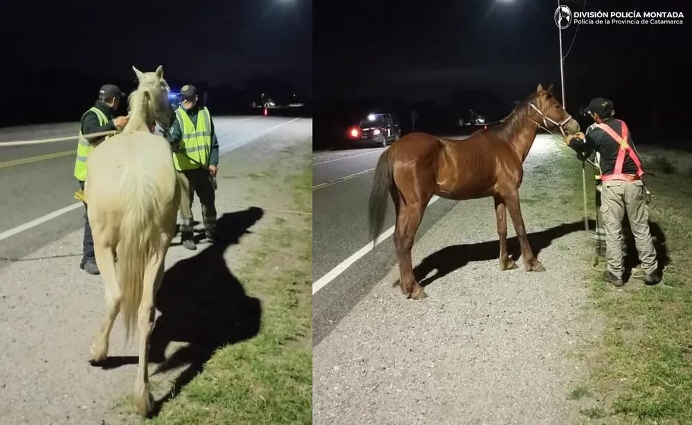 División Policía Montada