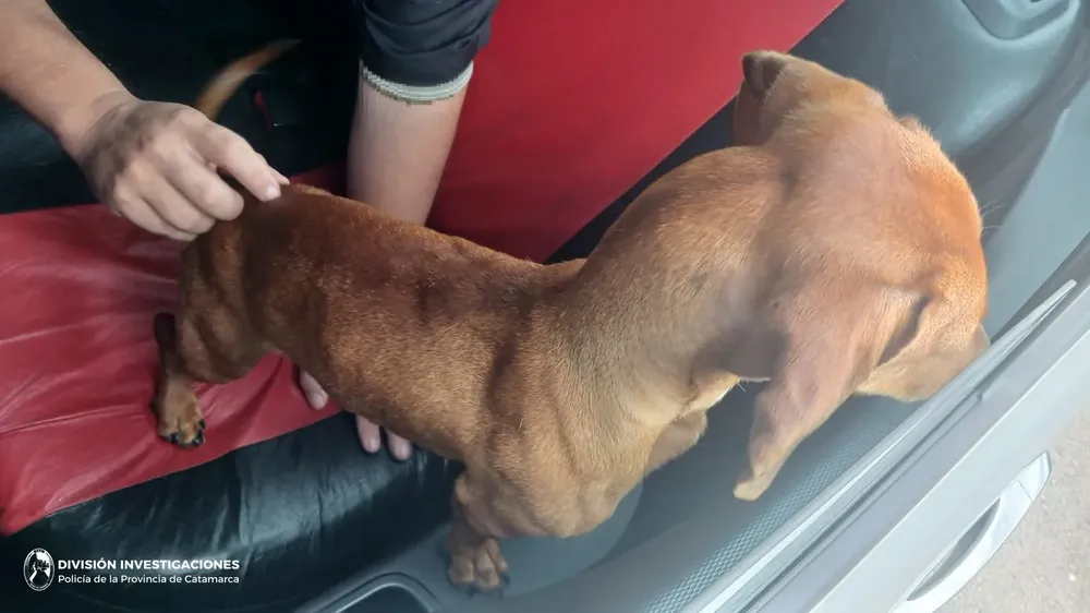 Div. Investigaciones (Perro)