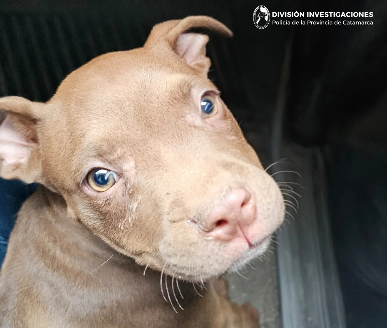 Can División Investigaciones