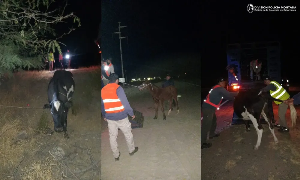 División Policía Montada