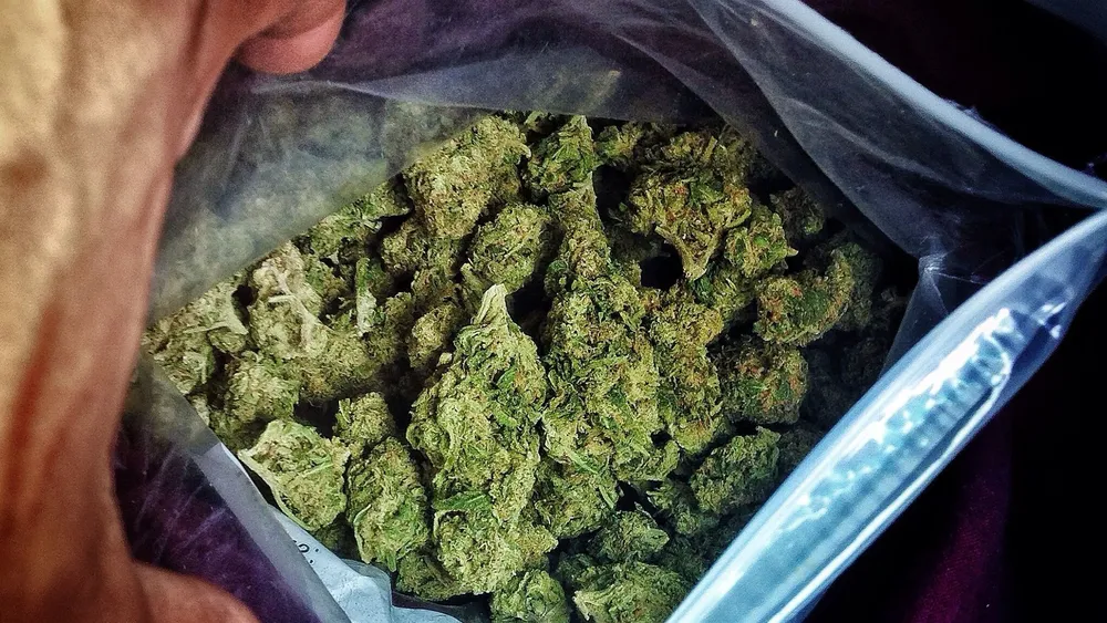 15-preguntas-basicas-sobre-la-marihuana-que-todos-hacen