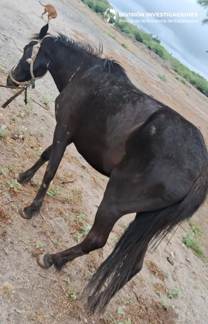 Div. Investigaciones  (1)