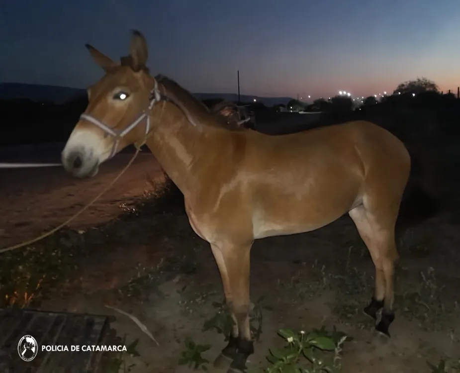 Secuestro equino Cria 13