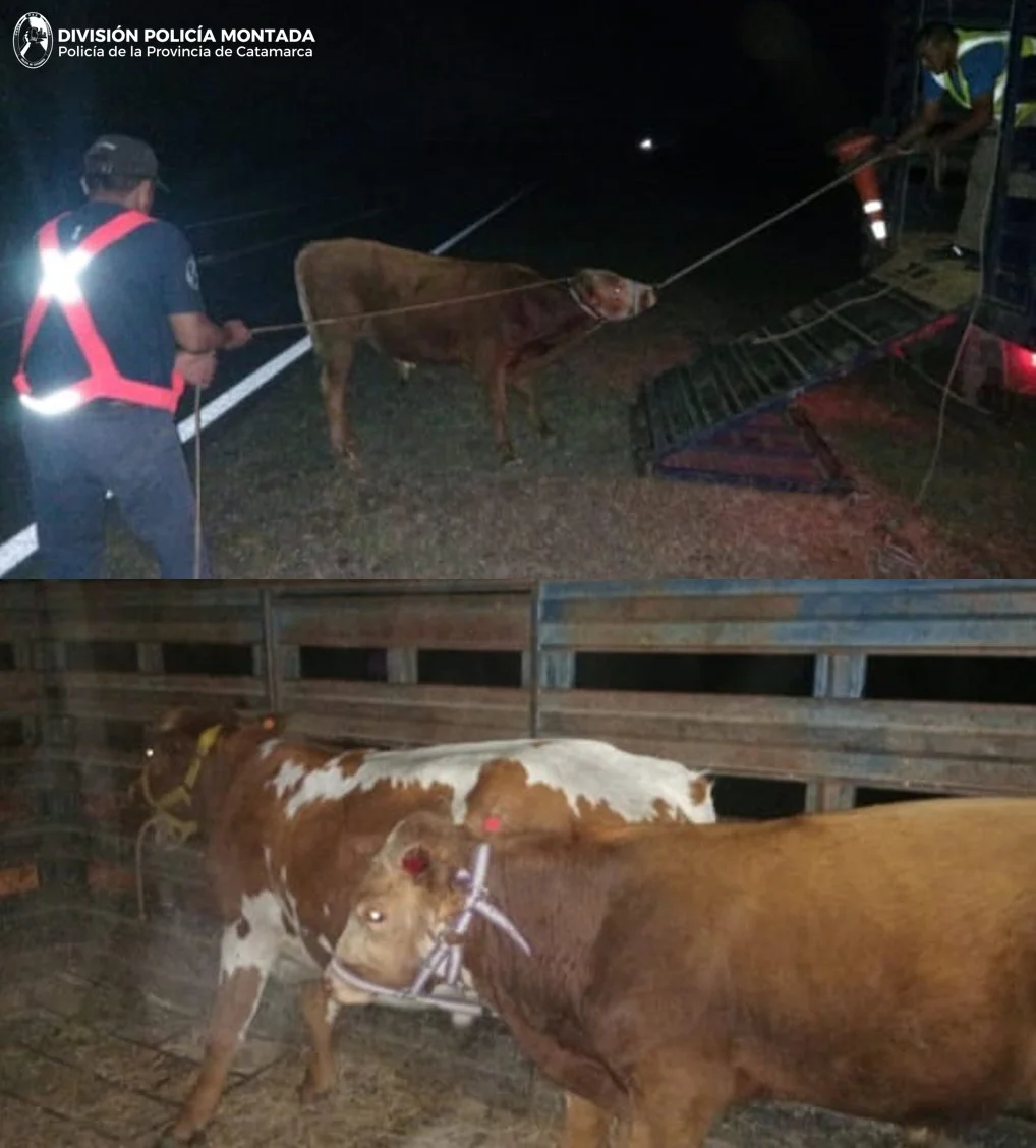 División Policia Monatada