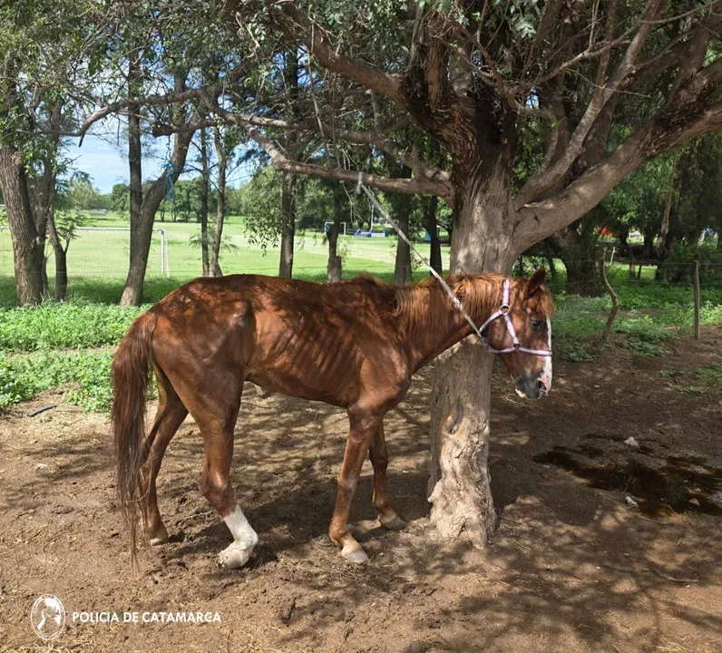 Animal Equino
