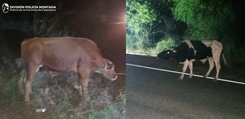 DIV. POLICIA MONTADA