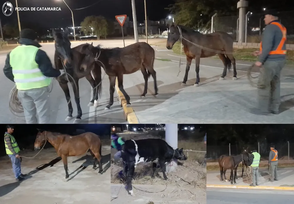 Secuestro animales