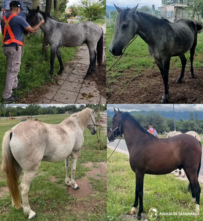 SECUESTRO DE ANIMALES